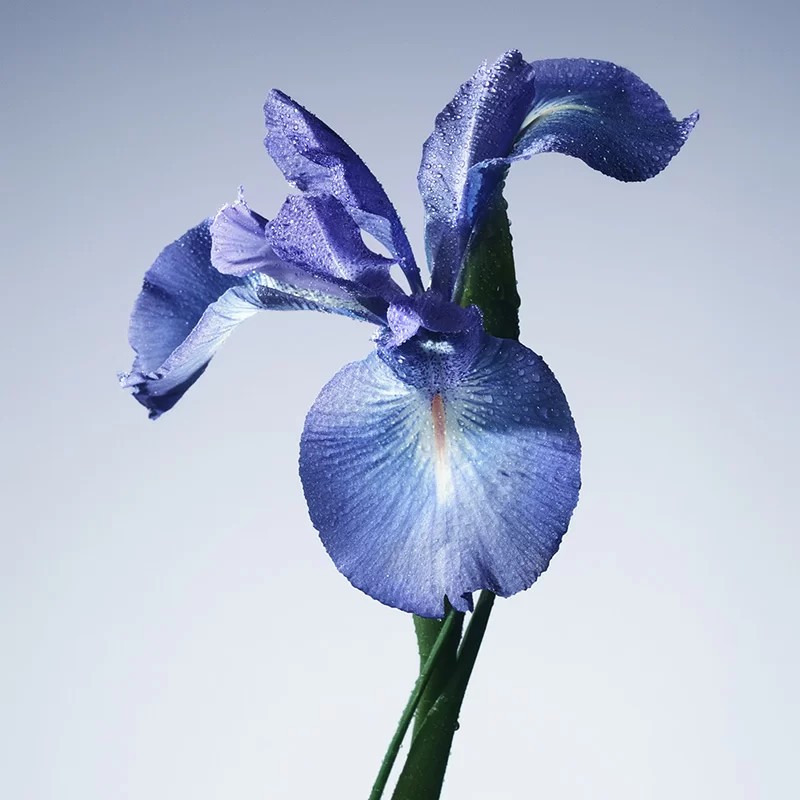 iris bleu
