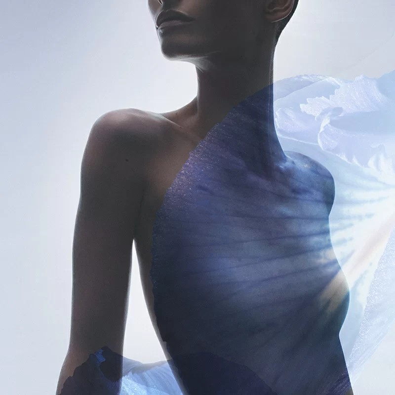 iris bleu